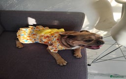 French Bulldog dogs for sale: Bulldog franch  - Image 1
