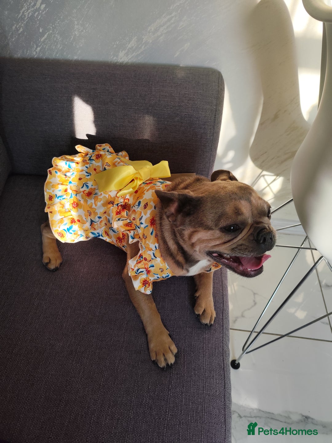 French Bulldog dogs for sale: Bulldog franch  - Image 1