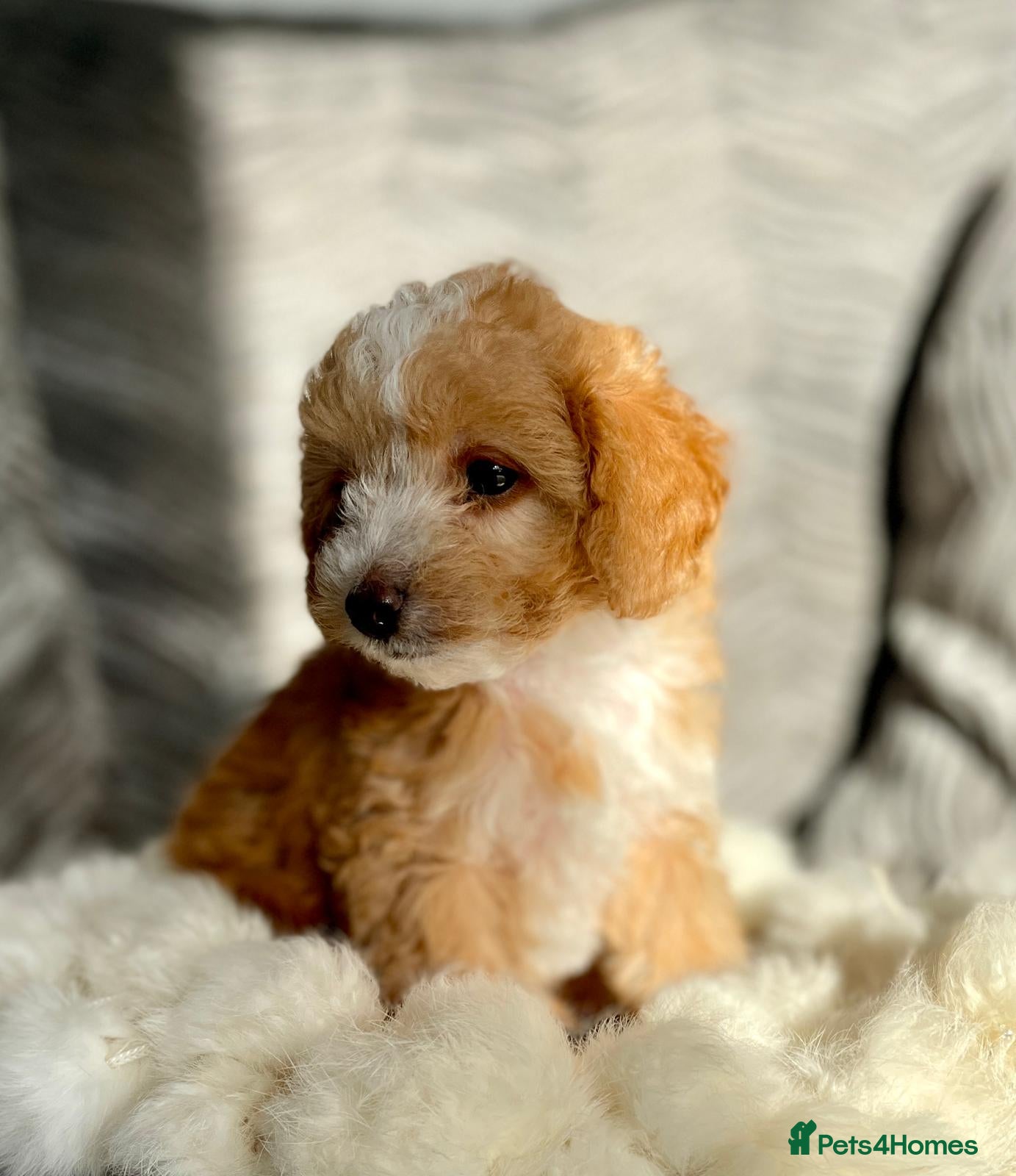 Cockapoo dogs F1b stunning Rare litter Merle and Red Cockapoos  - Advert 2