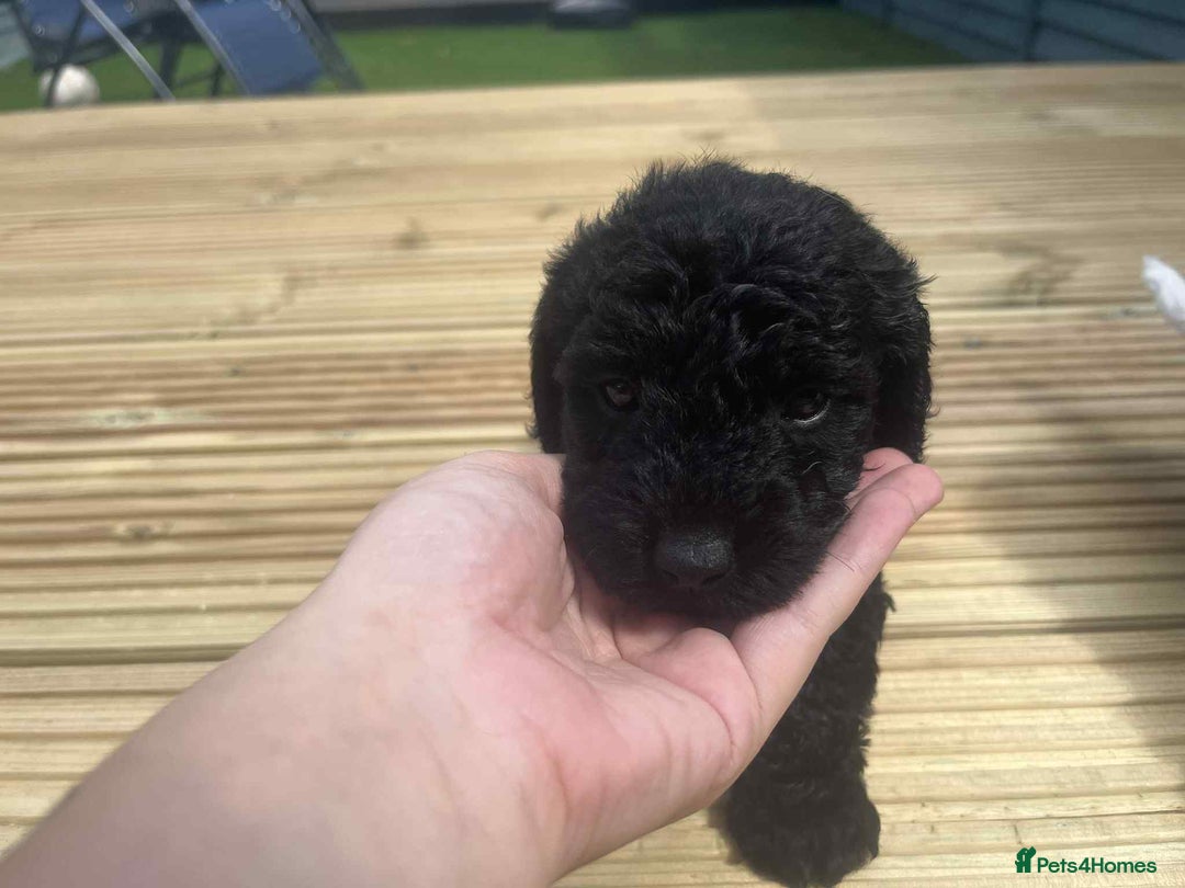Mixed Breed dogs for sale: Stunning jackapoo x cocapoo puppies - Image 5