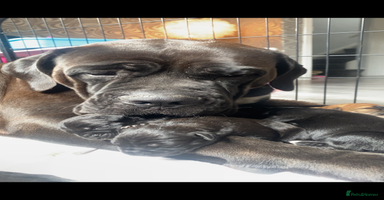 Cane Corso dogs - Advert 1