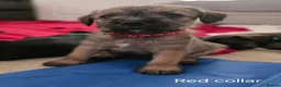 Mixed Breed dogs for sale: Miniature Schnauzer x Border Terrier puppies - Advert 17