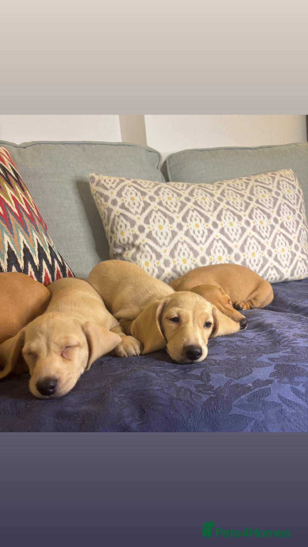 Miniature Dachshund dogs for sale: 🐶 Miniature Smooth Haired Dachshunds. KC REG. 🐶  - Image 9