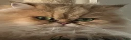Persian cats for sale: GCCF registered silver persian( chinchilla) - Advert 7