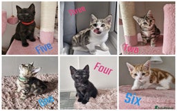 Mixed Breed cats for sale: 6 Beautiful Kittens British Shorthair Calico Cross - Image 1