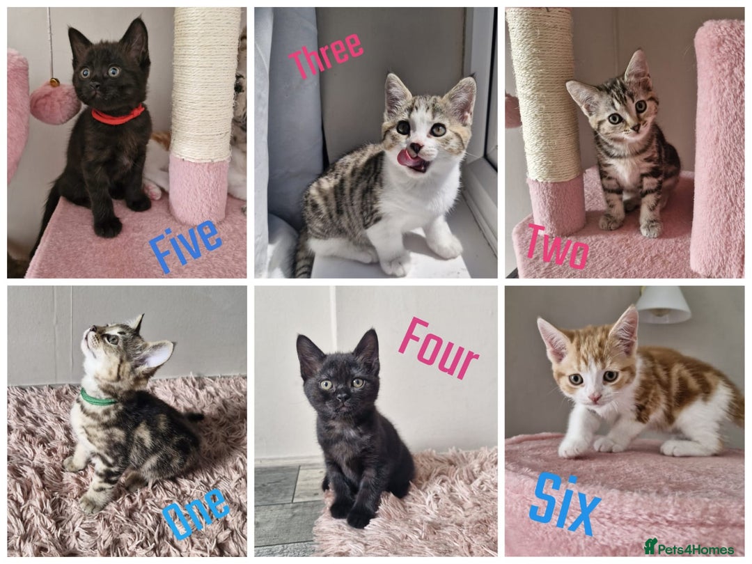 Mixed Breed cats for sale: 6 Beautiful Kittens British Shorthair Calico Cross - Image 1