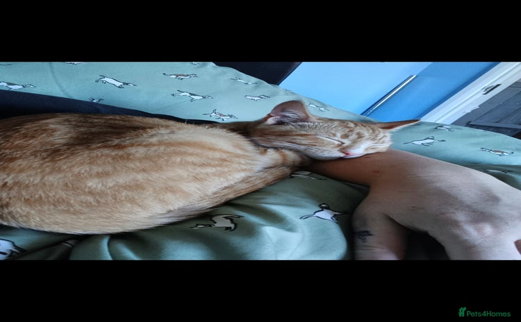 Domestic Shorthair cats - Advert 2