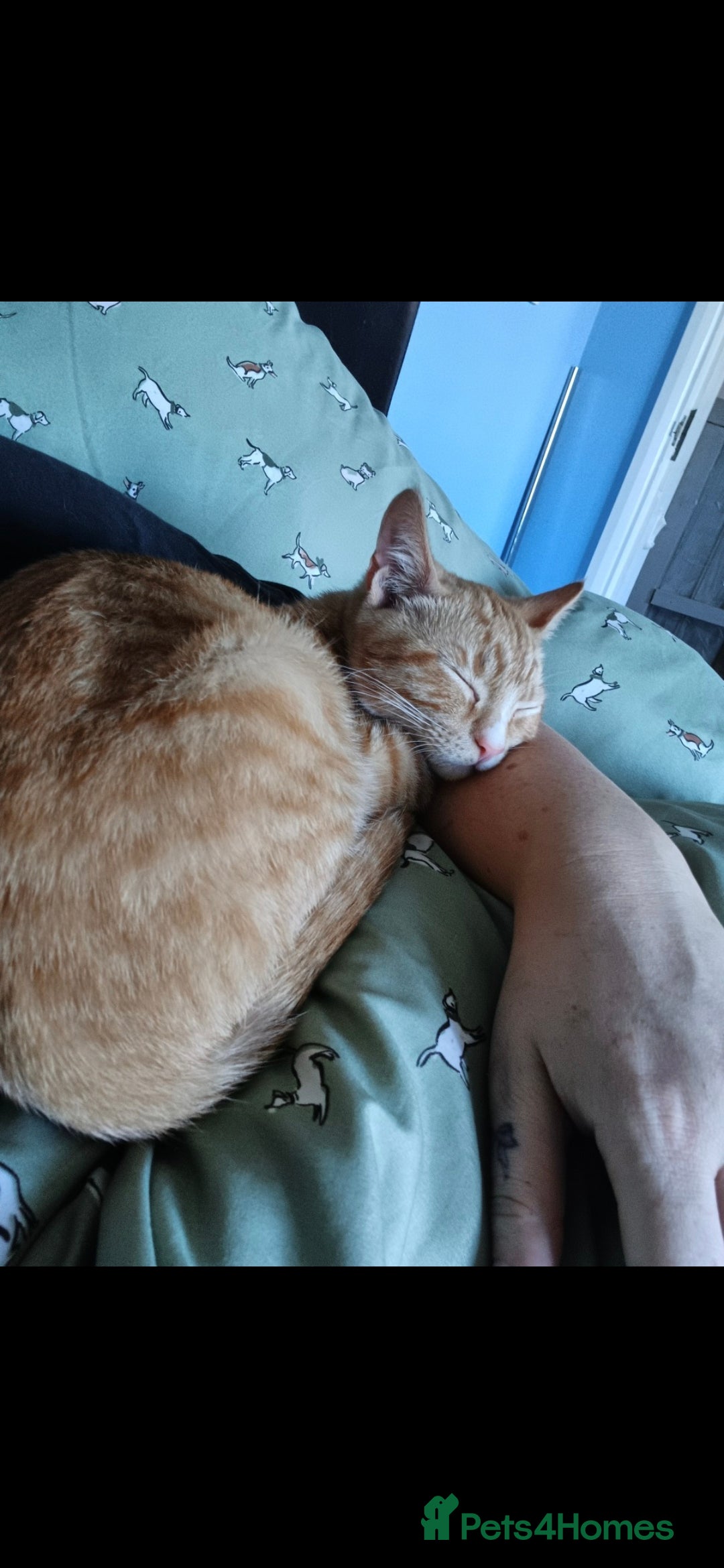 Domestic Shorthair cats for sale: Beautiful kittens. - Image 1