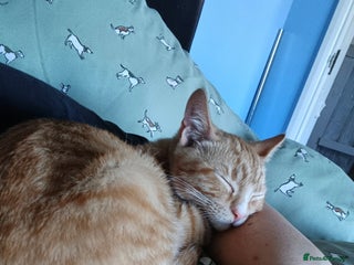 Domestic Shorthair cats - Advert 33