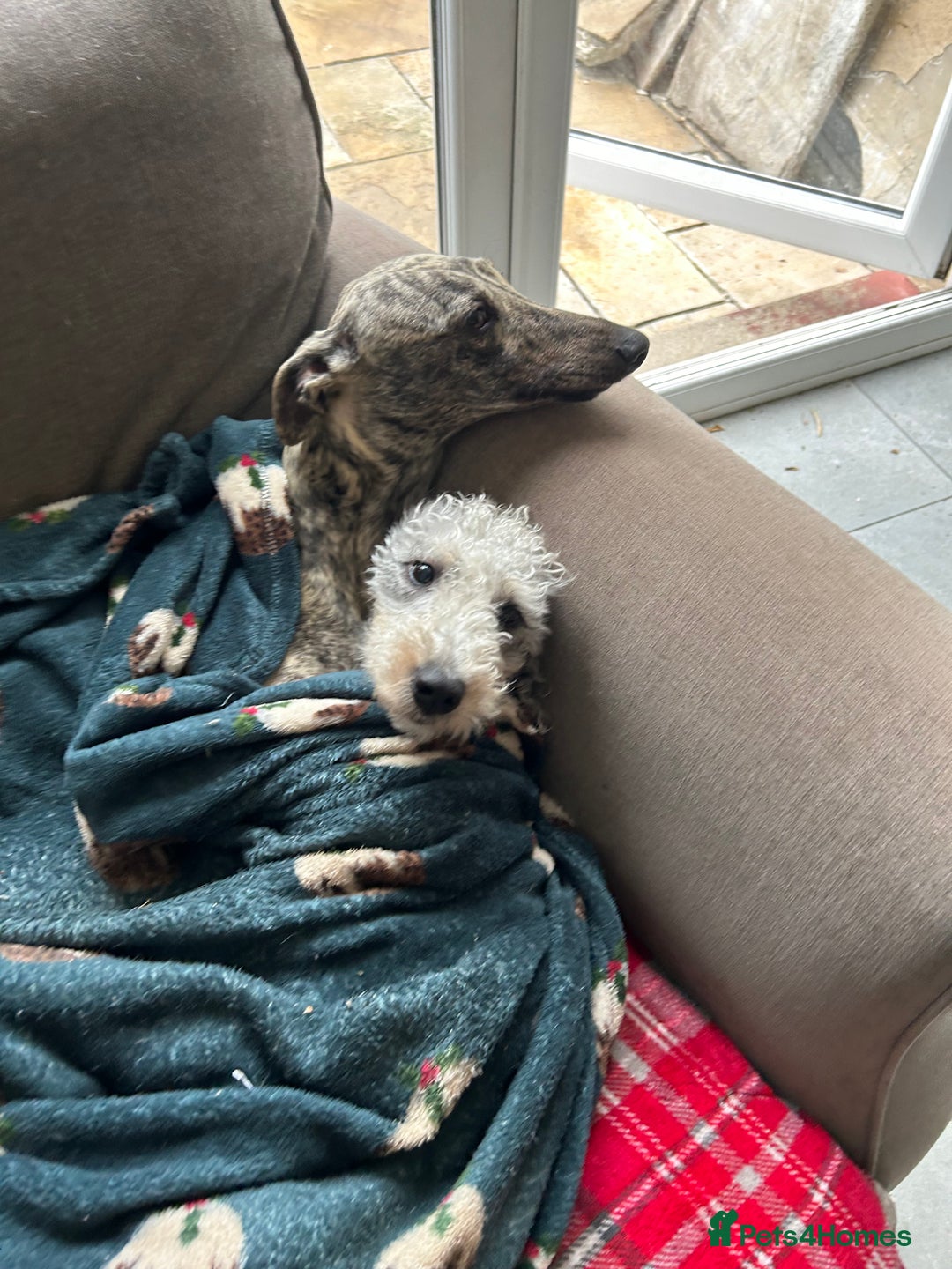 Mixed Breed dogs for sale: Bedlington x Whippet - Advert 8