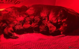 German Shepherd dogs for sale: 💥Champion🩸line KC Reg GermanShepherd puppy’s GSD - Image 26