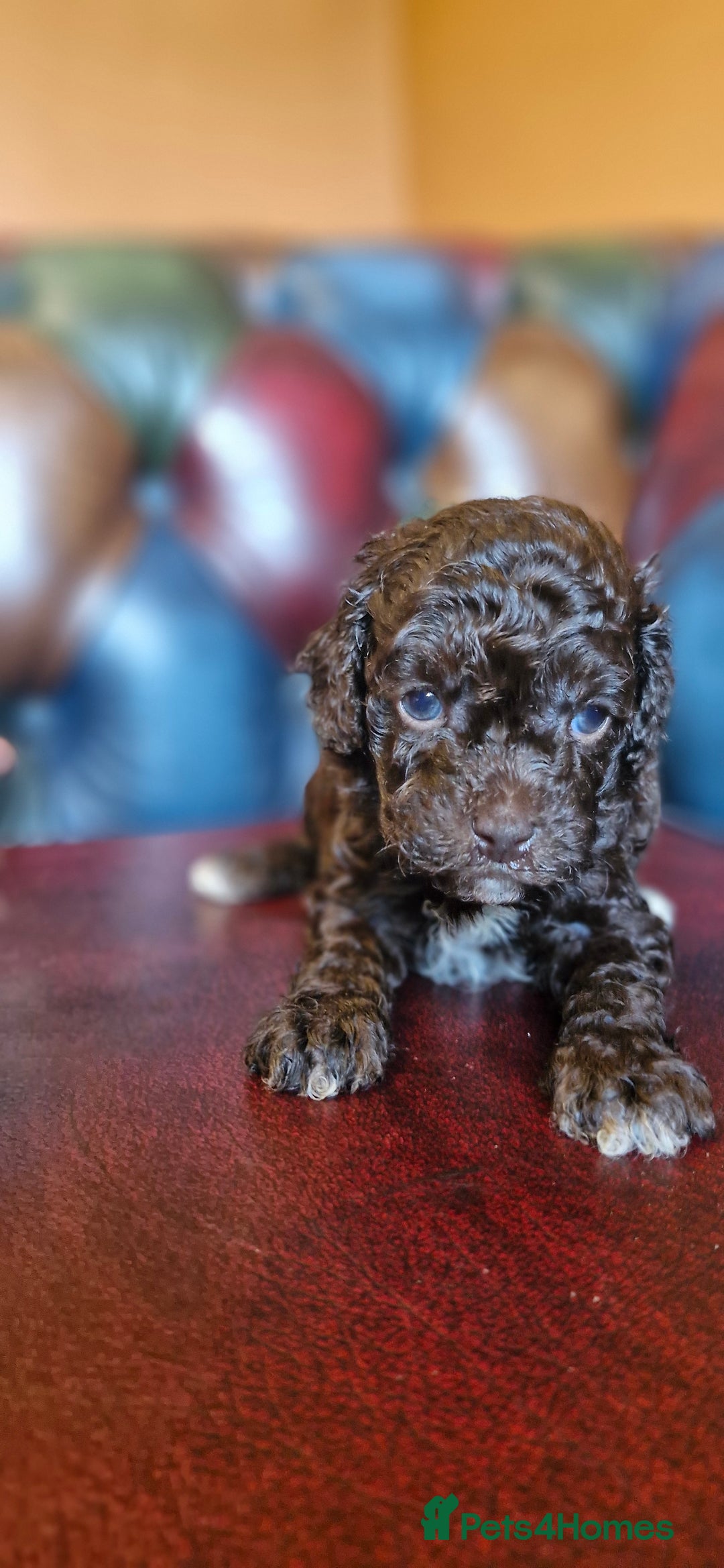 Cavapoo dogs for sale: Gorgeous f1bb Multicolour Cavapoo pups - Image 19
