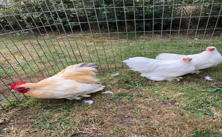 Chickens poultry - Advert 3