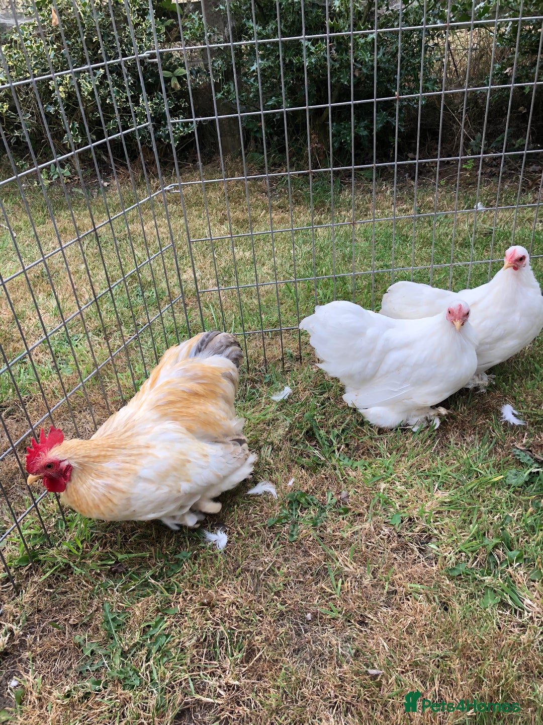 Chickens poultry for sale: Peking Bantam Trio - Image 4