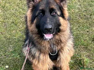 German Shepherd dogs Sasha GSD Girl - Advert 16