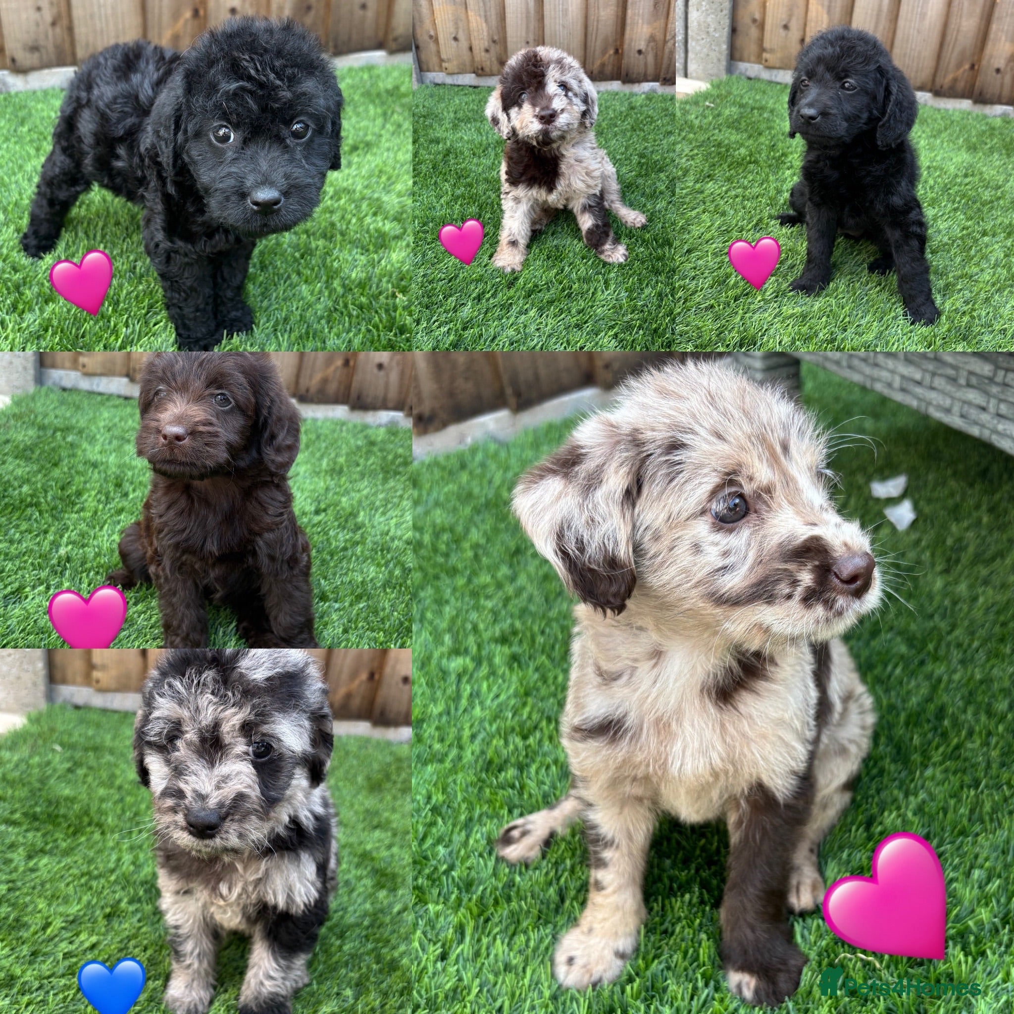 Labradoodle dogs Labradoodle  - Advert 1