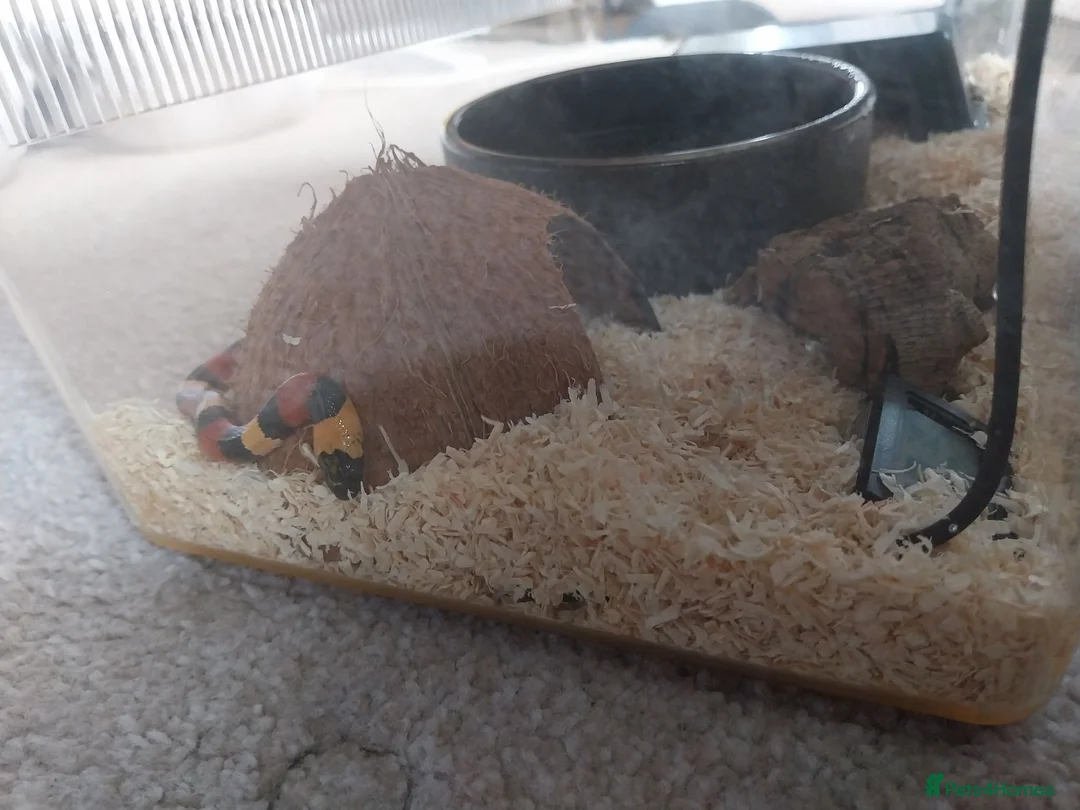 Milk Snake reptiles for sale: Milk snake - Advert 2