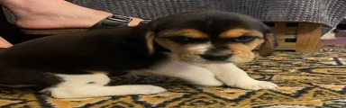 🧡 Girl 2 – Orange Collar ("Sunshine")