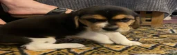 Beagle dogs for sale: Beagle – Beautiful Traditional Tri-Colour Beagles - Advert 10