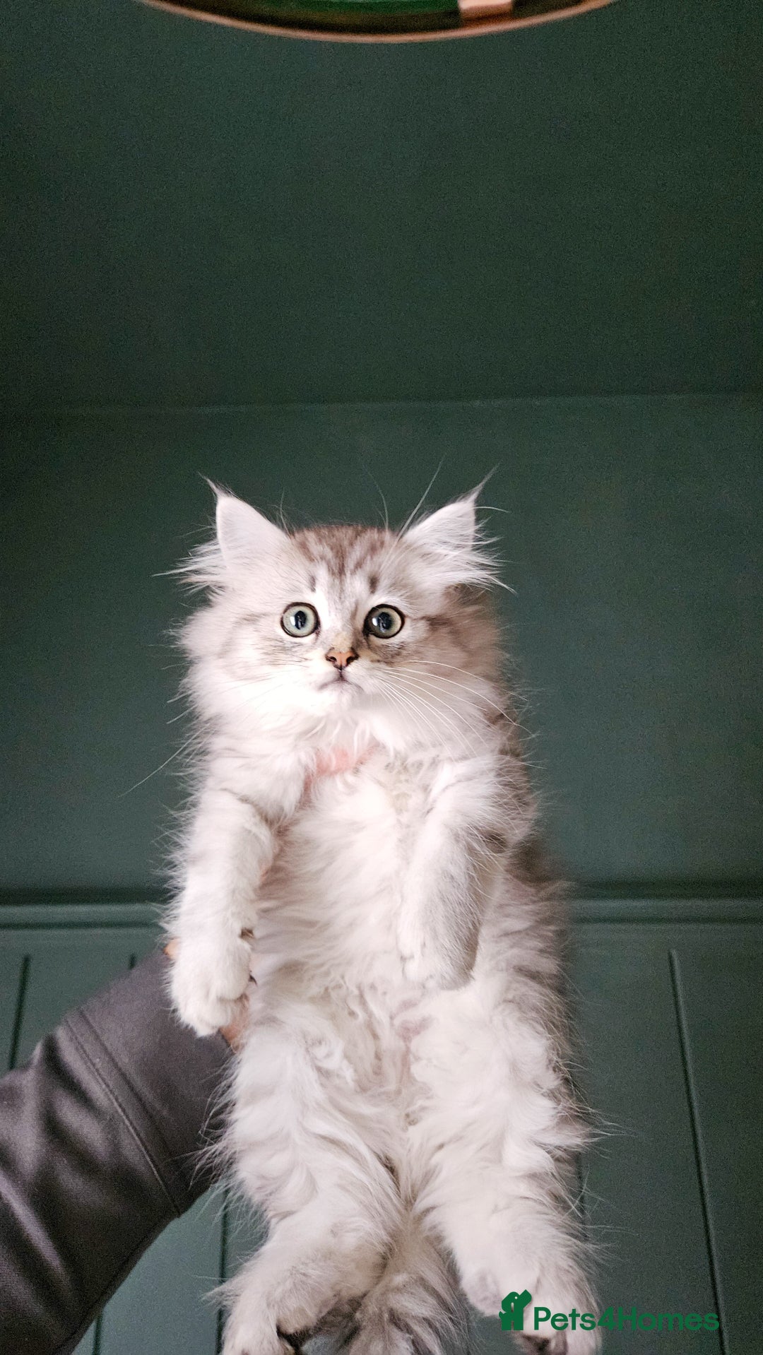 Siberian cats for sale: White and tabby Available!! Pure Siberian Kittens! - Advert 8