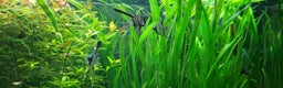 Angelfish fish for sale: Stunning stripes Angel Fish - Advert 7