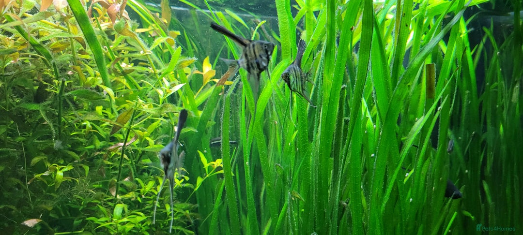 Angelfish fish for sale: Stunning stripes Angel Fish - Advert 7