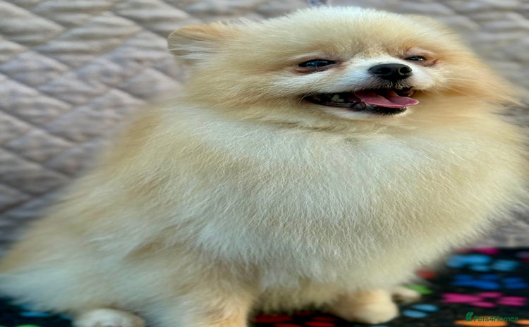 Pomeranian dogs - Advert 6