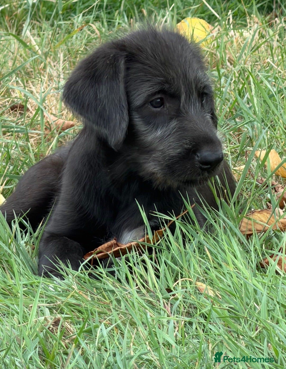 Irish Wolfhound dogs Stunning Irish Wolfhound Pups  - Advert 1