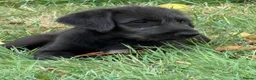 Irish Wolfhound dogs for sale: Stunning Irish Wolfhound Pups  - Advert 1
