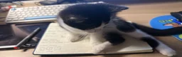 Mixed Breed cats for sale: 3 months boy  in London - Advert 2