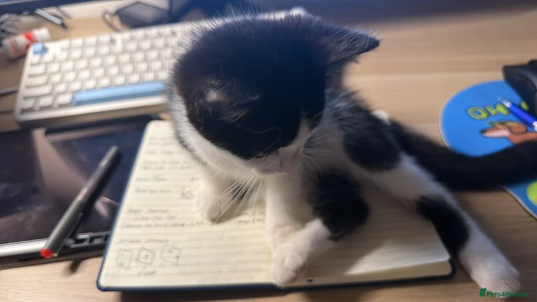 Mixed Breed cats for sale: 3 months boy  in London - Advert 2