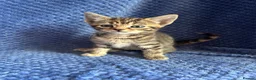 Maine Coon cats for sale: Maine coon x  - Advert 1