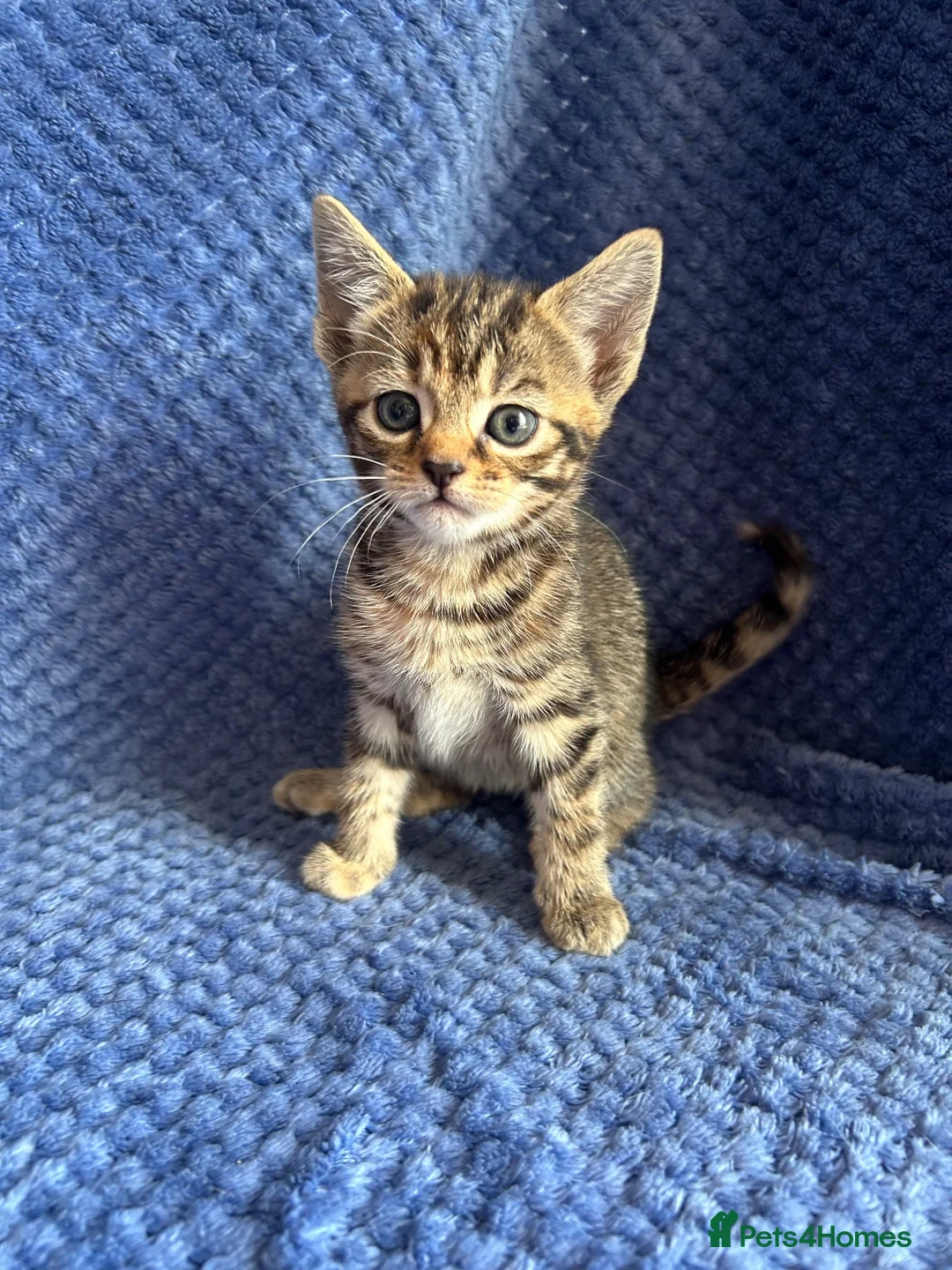Maine Coon cats for sale: Maine coon x  - Advert 1