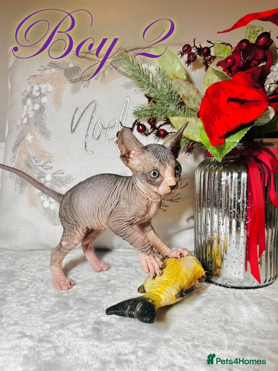 Sphynx cats for sale: Stunning Pedigree Sphynx Kittens - Advert 28