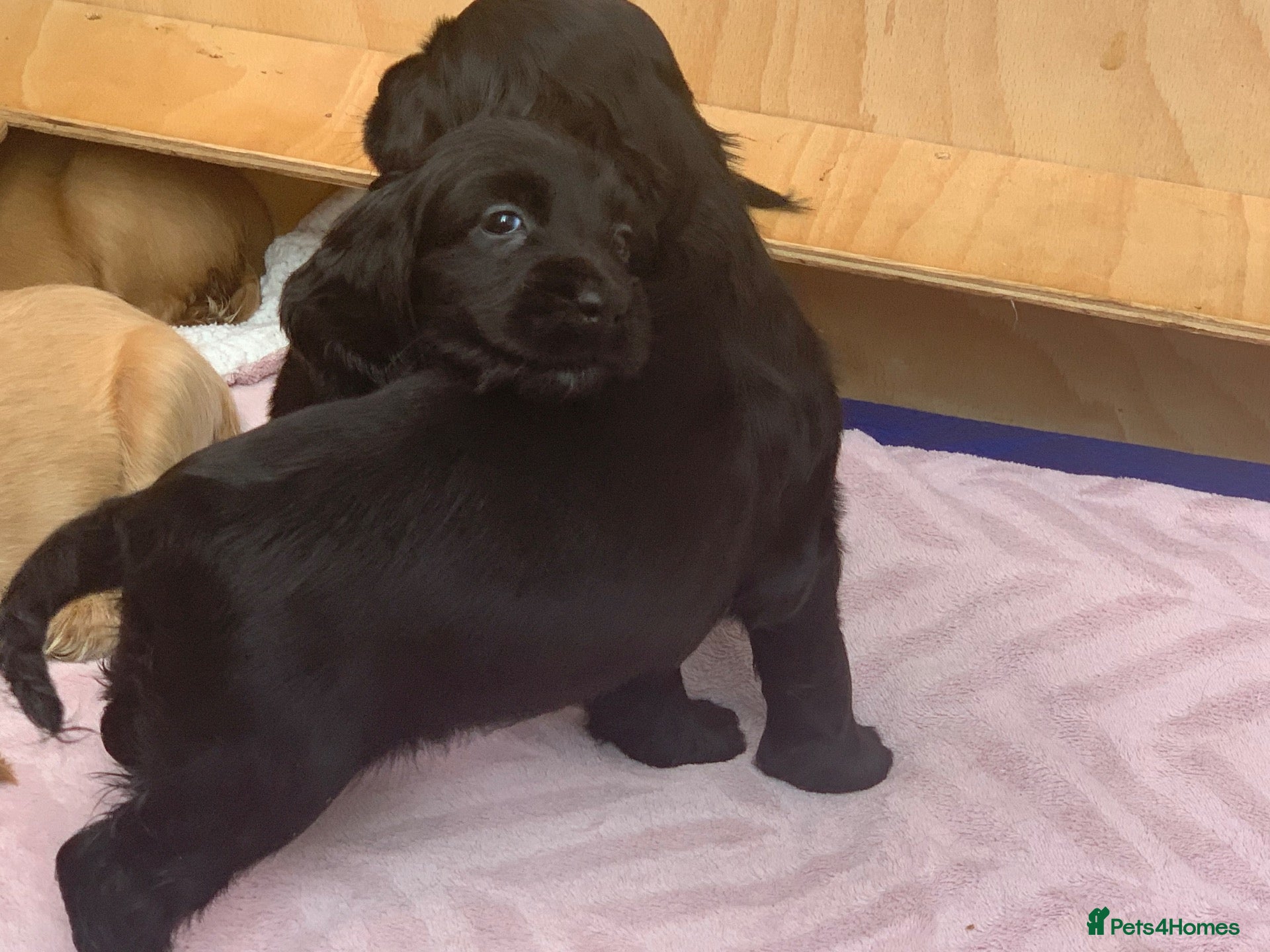Cocker Spaniel dogs Beautiful pedigree English show cocker puppies 🐾 - Advert 2