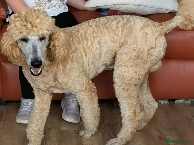 Standard Poodle dogs for stud: FOR STUD ONLY - Watson - Advert 2