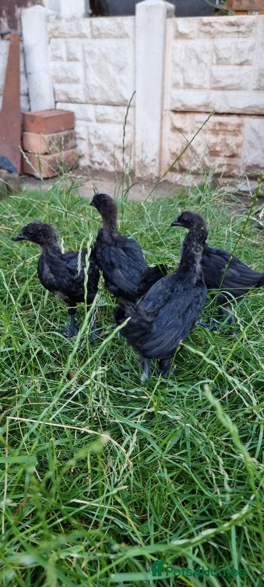 Chickens poultry Ayam Cemani Chicks – Hatched 12th June – Unsexed - Advert 1