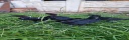 Chickens poultry for sale: Ayam Cemani Chicks – Hatched 12th June – Unsexed - Advert 1