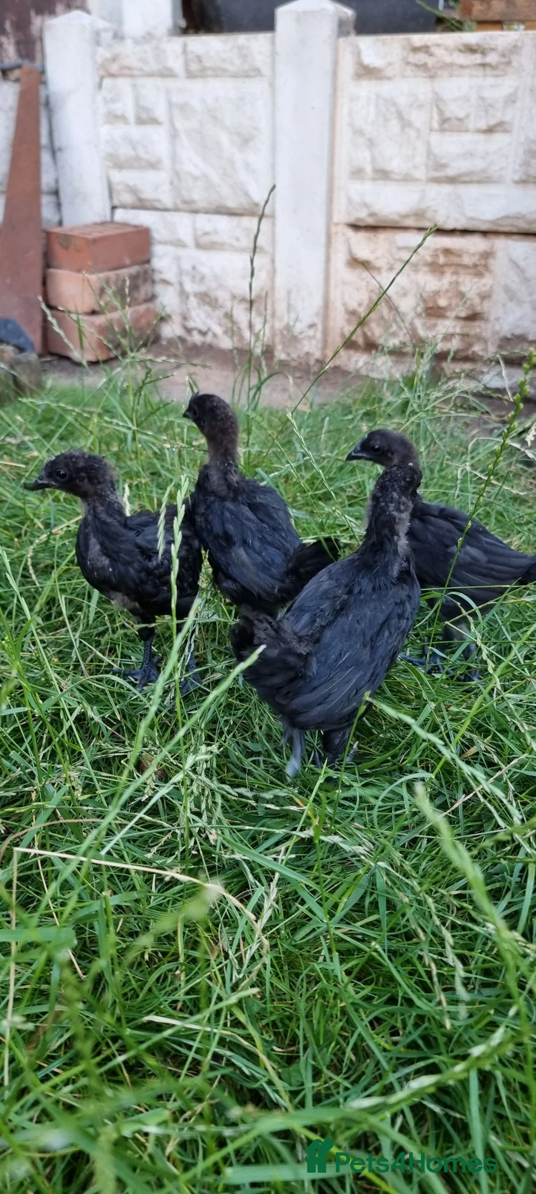 Chickens poultry for sale: Ayam Cemani Chicks – Hatched 12th June – Unsexed - Advert 1