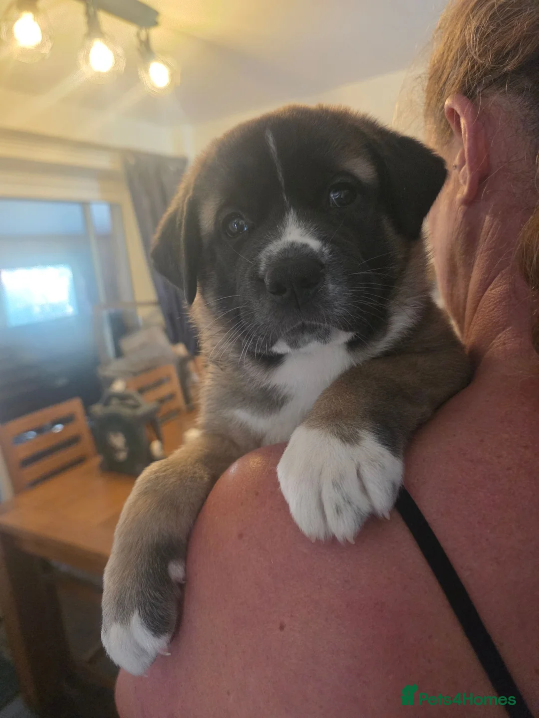Mixed Breed dogs for sale: 4 beautiful saint burnard x akita puppies  - Advert 2