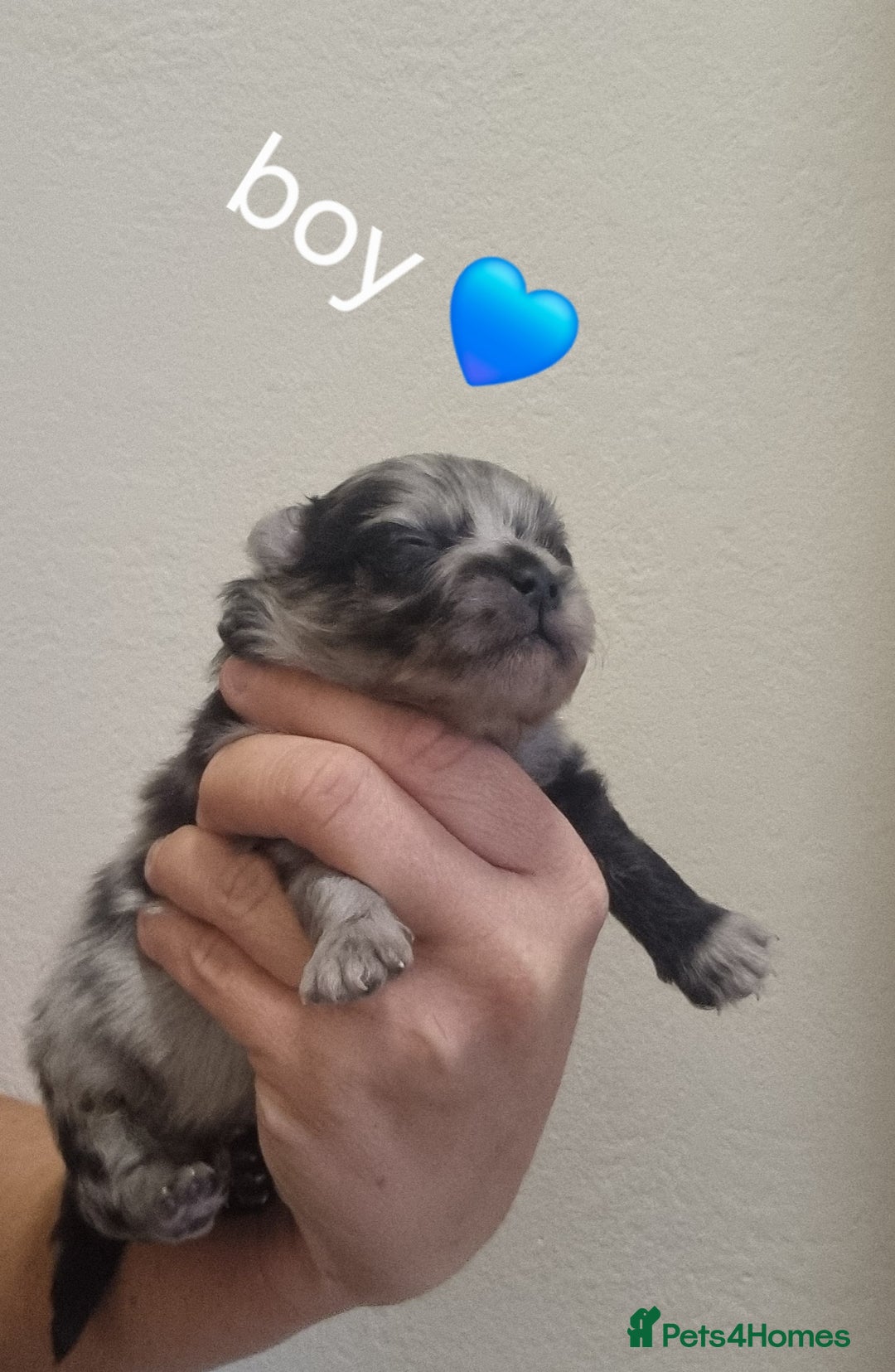 Pomeranian dogs for sale: Beautiful litter teddy bear poms  - Image 2