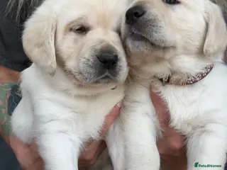 Labrador Retriever dogs Last two girls !Labrador show x champion golden - Advert 2