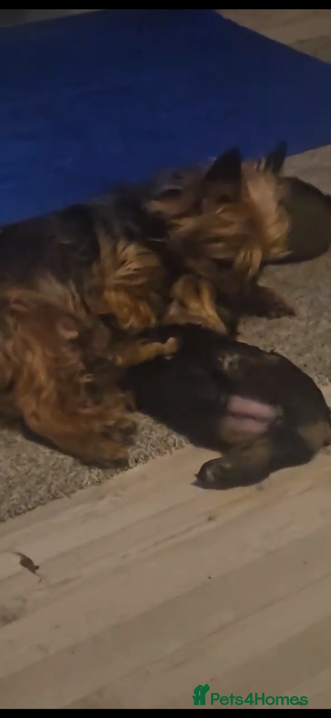 Yorkshire Terrier dogs for sale: Mini yorkies  - Advert 2