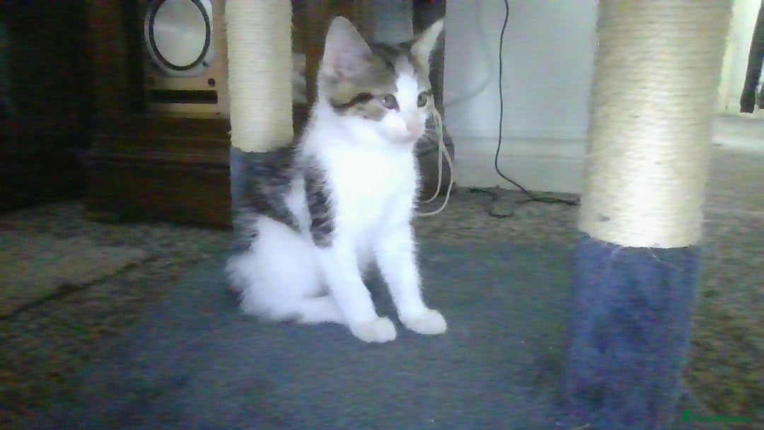 British Longhair cats for sale: 4 Beautiful Kitties Ready - Image 6