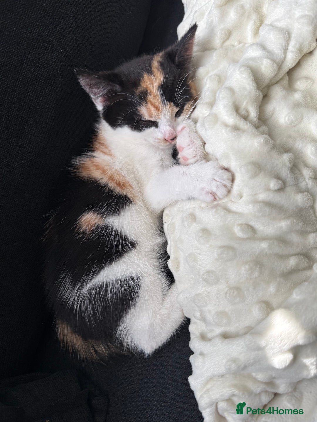 Mixed Breed cats for sale: Gorgeous calico girl - Image 3