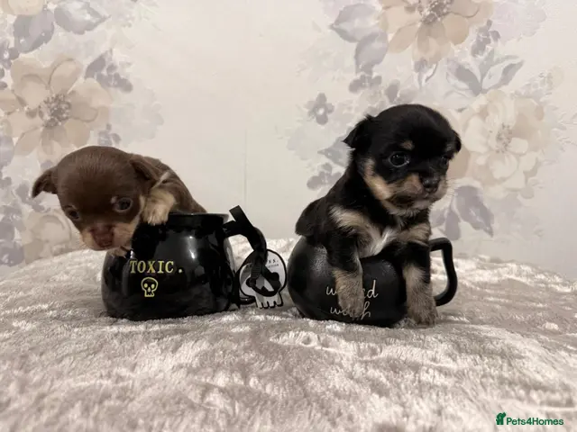 Chihuahua dogs for sale: Two XXX Small chihuahua puppies - Advert 1