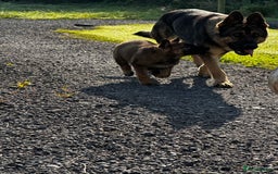 German Shepherd dogs for sale: Superb KC Reg’d German Shepherd - Image 2