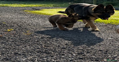 German Shepherd dogs - Advert 6