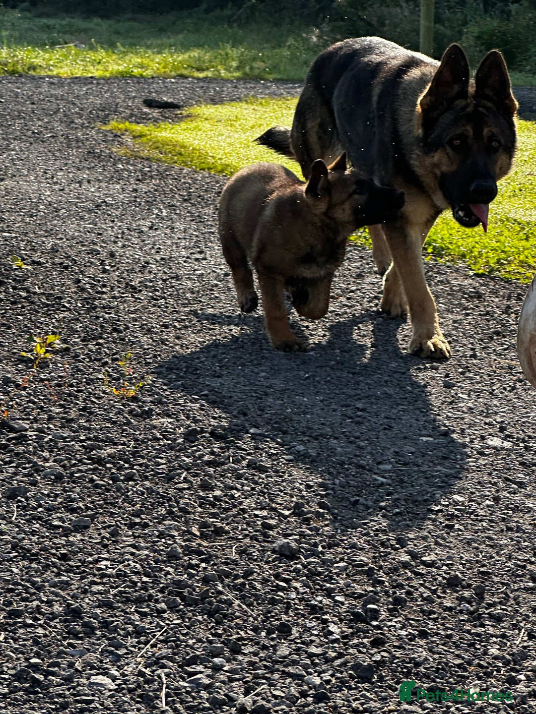German Shepherd dogs for sale: Superb KC Reg’d German Shepherd - Image 2