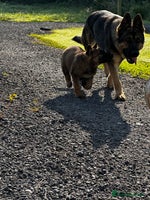German Shepherd dogs - Advert 3